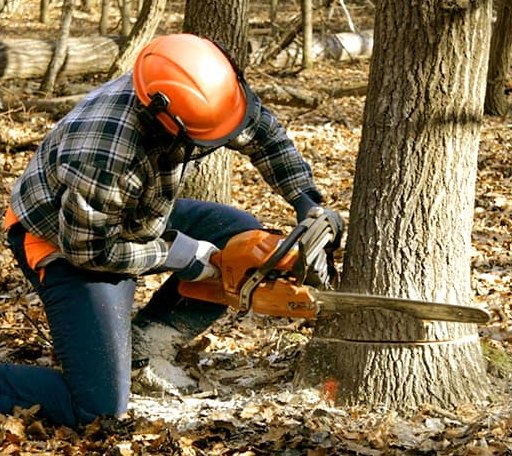 Tree Removal in Hobart, WA